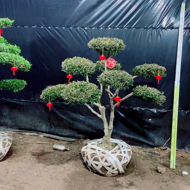 一物一拍一物一拍