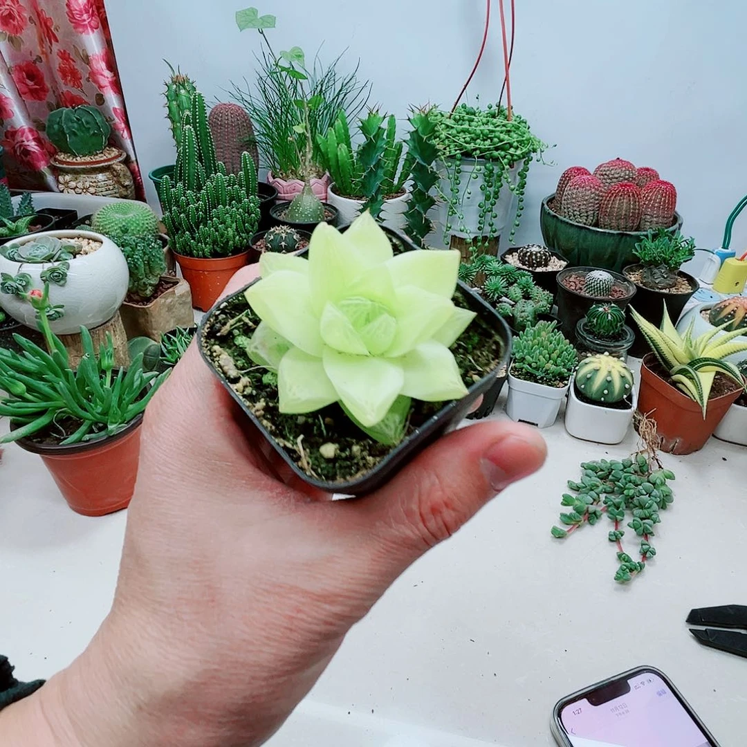单头黄金凝脂菊多肉