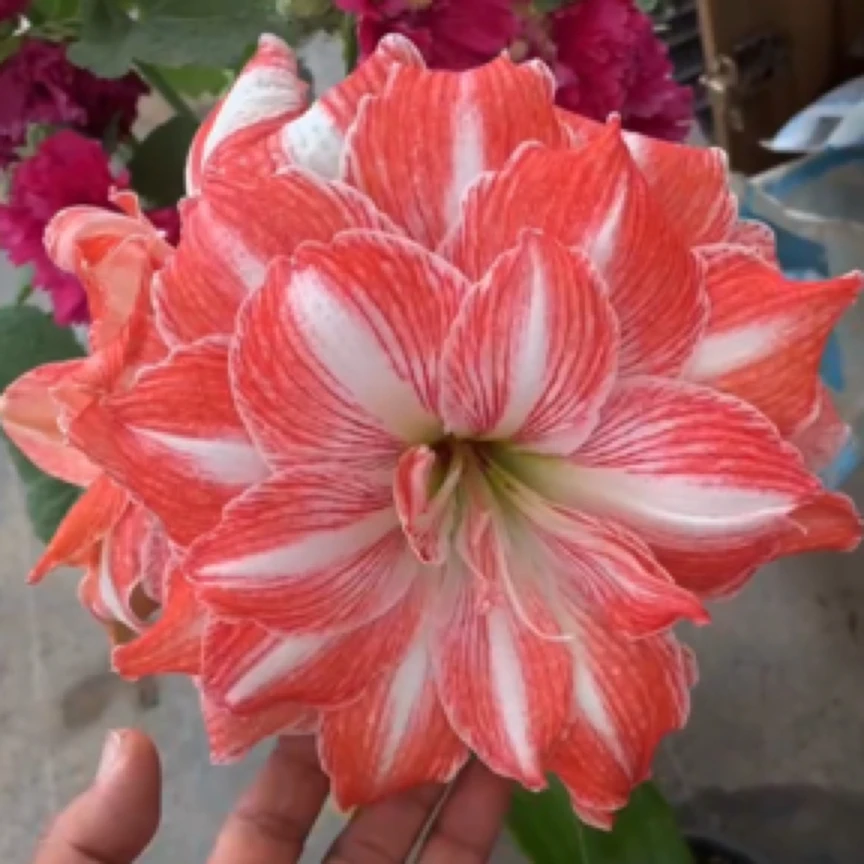 22号阳光少女朱顶红重瓣大花品种