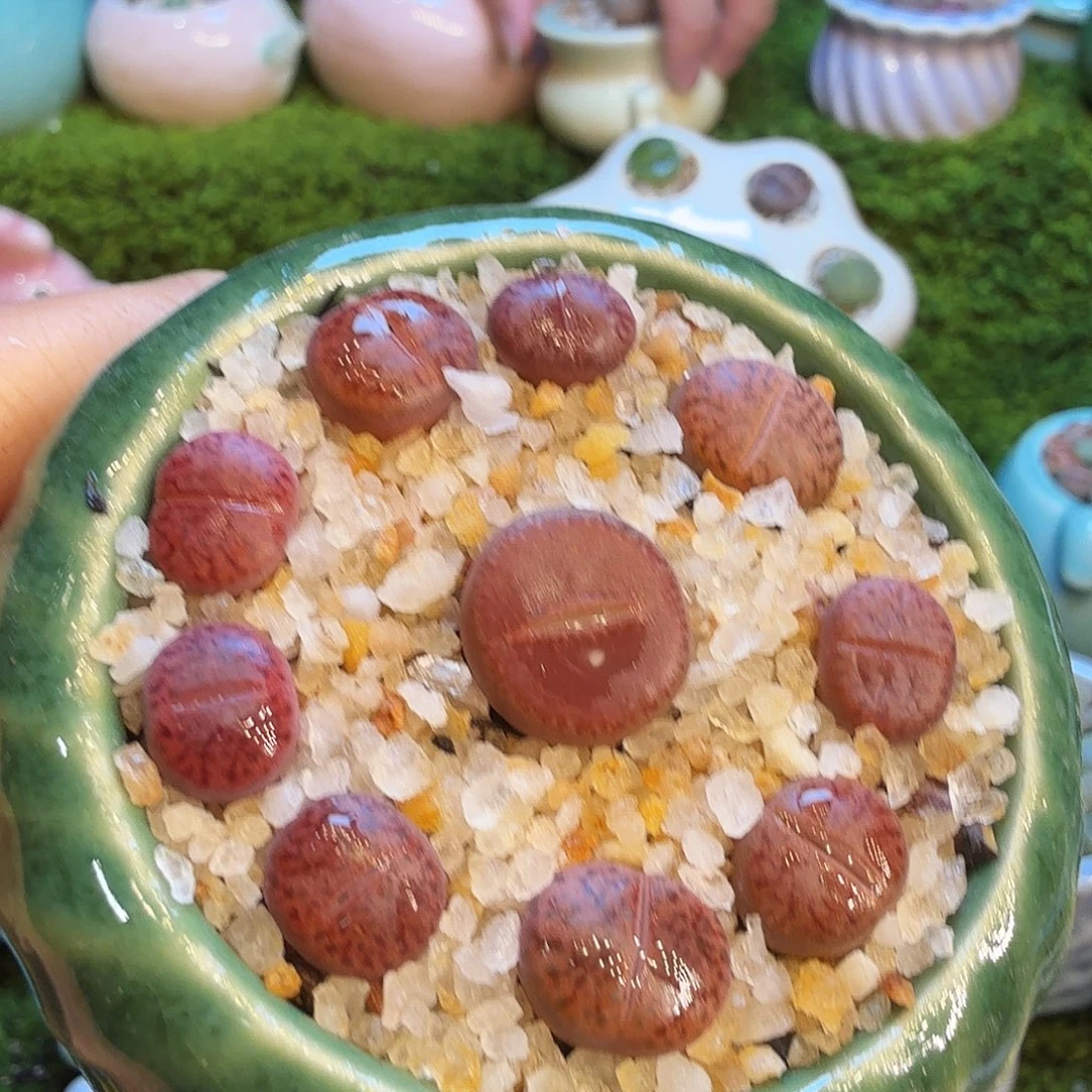 小***洋多肉福利冲冲冲1719