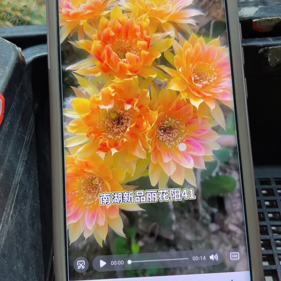 下71丽花阳41 歪无根侧芽3公分左右20包邮