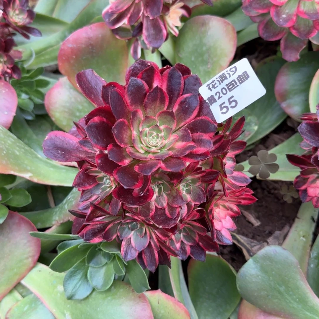 黑魔锦多肉植物法师55