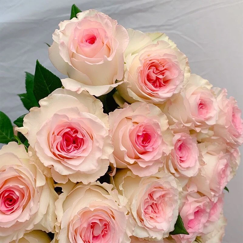 【洛神玫瑰】玫瑰花树苗老桩当年开花大花浓香月季老根花卉绿植盆栽