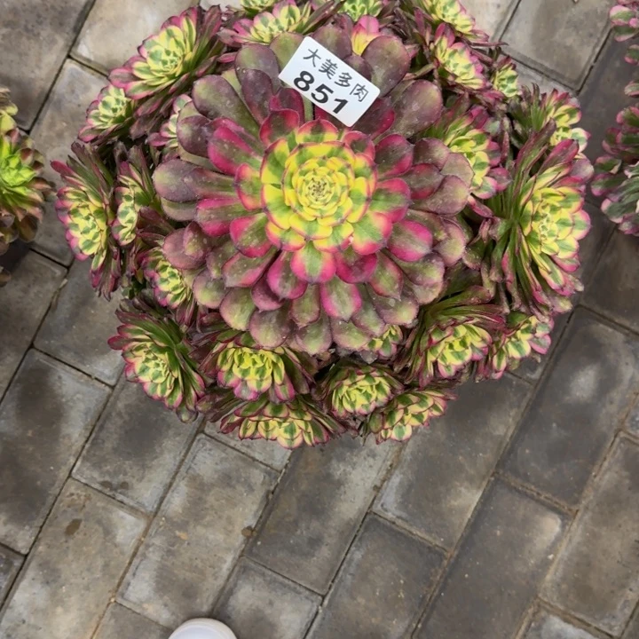 g*h维纳斯宝塔851肉肉