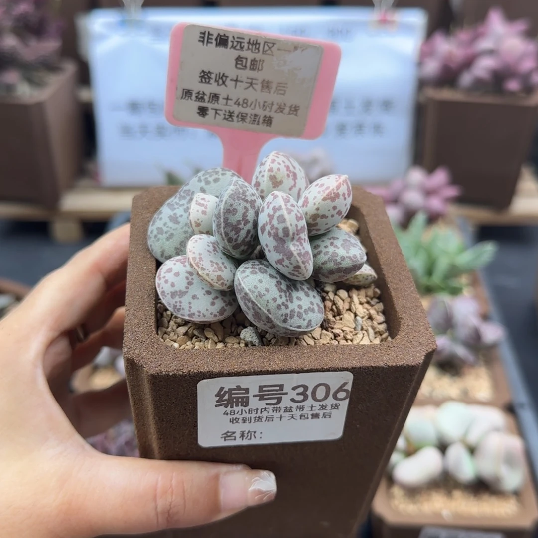 306花旦多肉植物