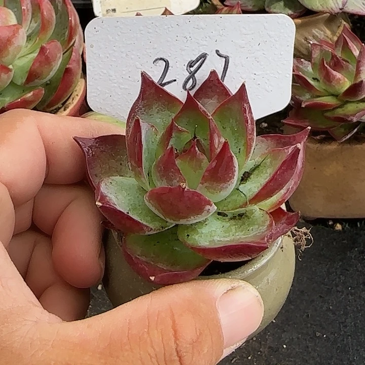 惊鸿一物一拍包装收缩花旱287