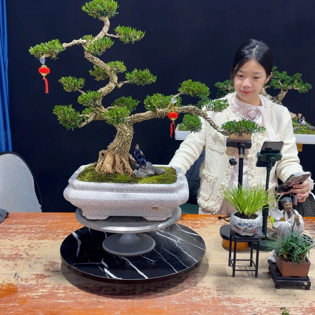 黄杨室内室外盆景艺术