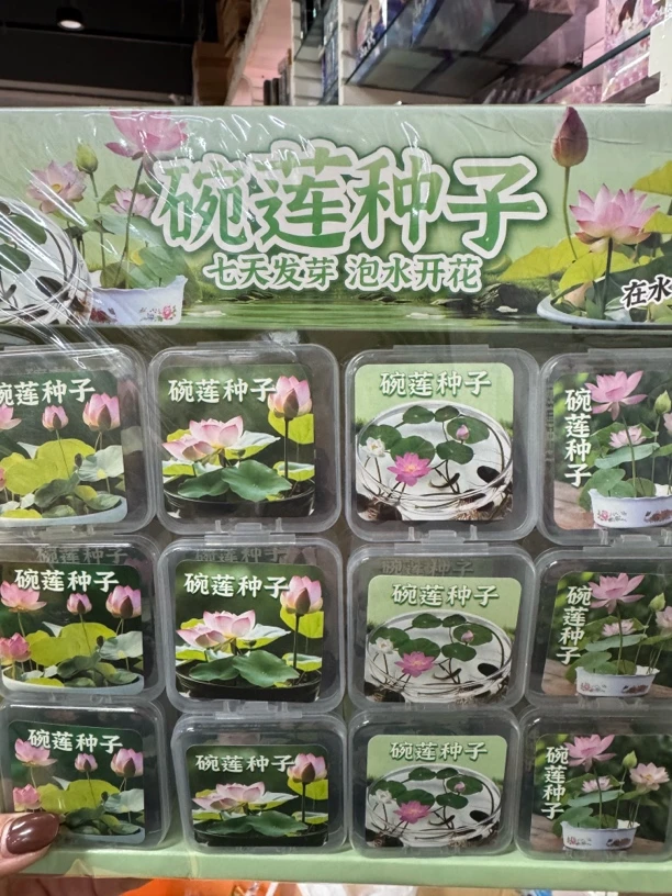 碗莲种子创意玩具1盒24个