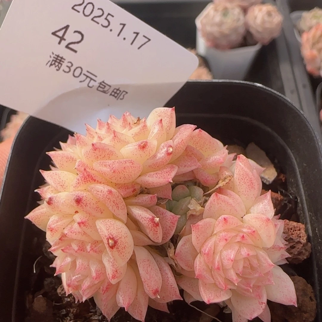 麦秆群一颗脱土发货
