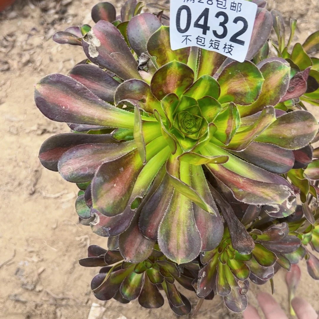 爱马仕中斑多肉植物0432