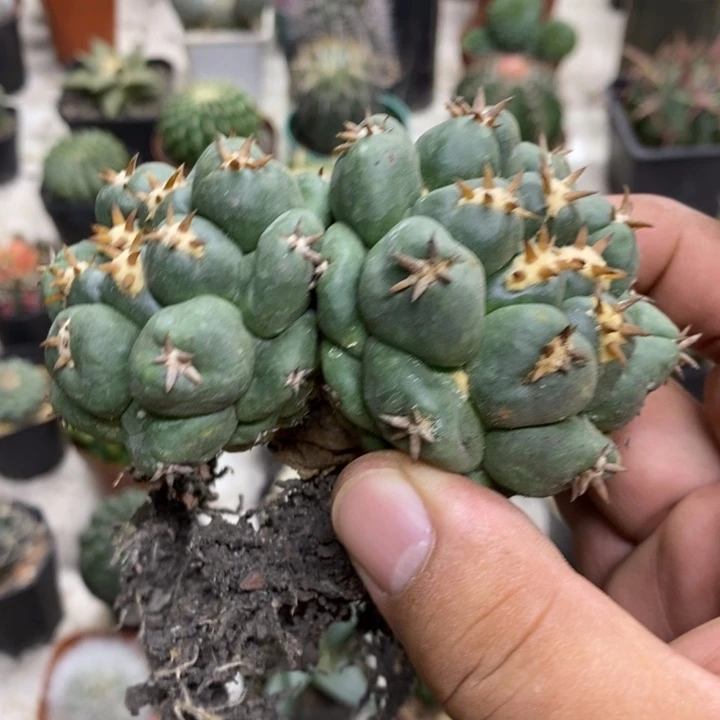 双头短豪刺象牙特价