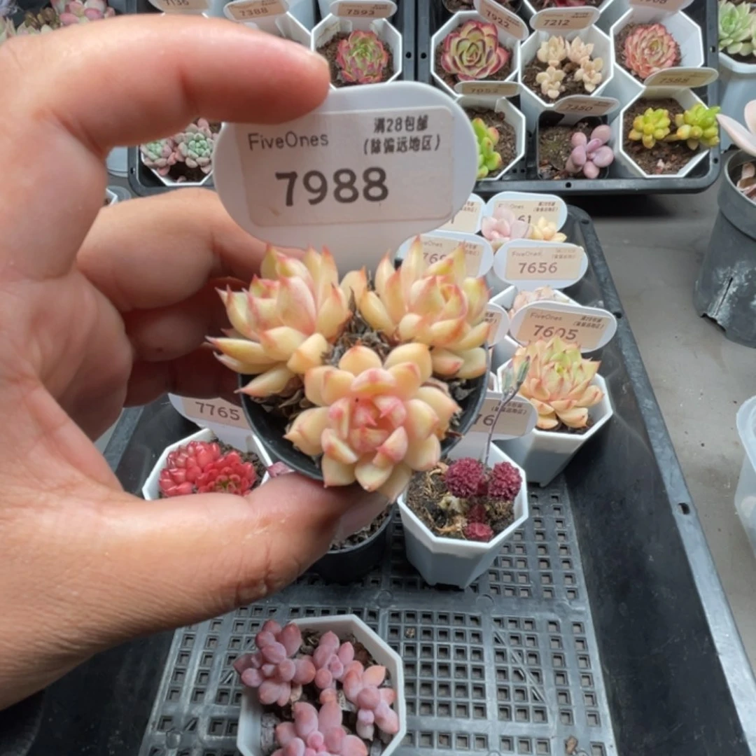 7988苯巴蒂斯4.0厘米