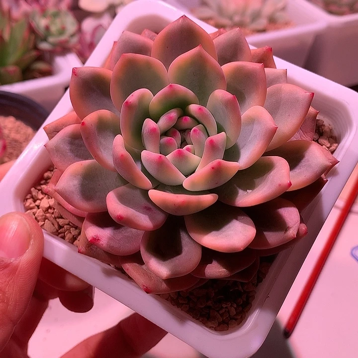 凌雪锦锦锦锦锦锦锦