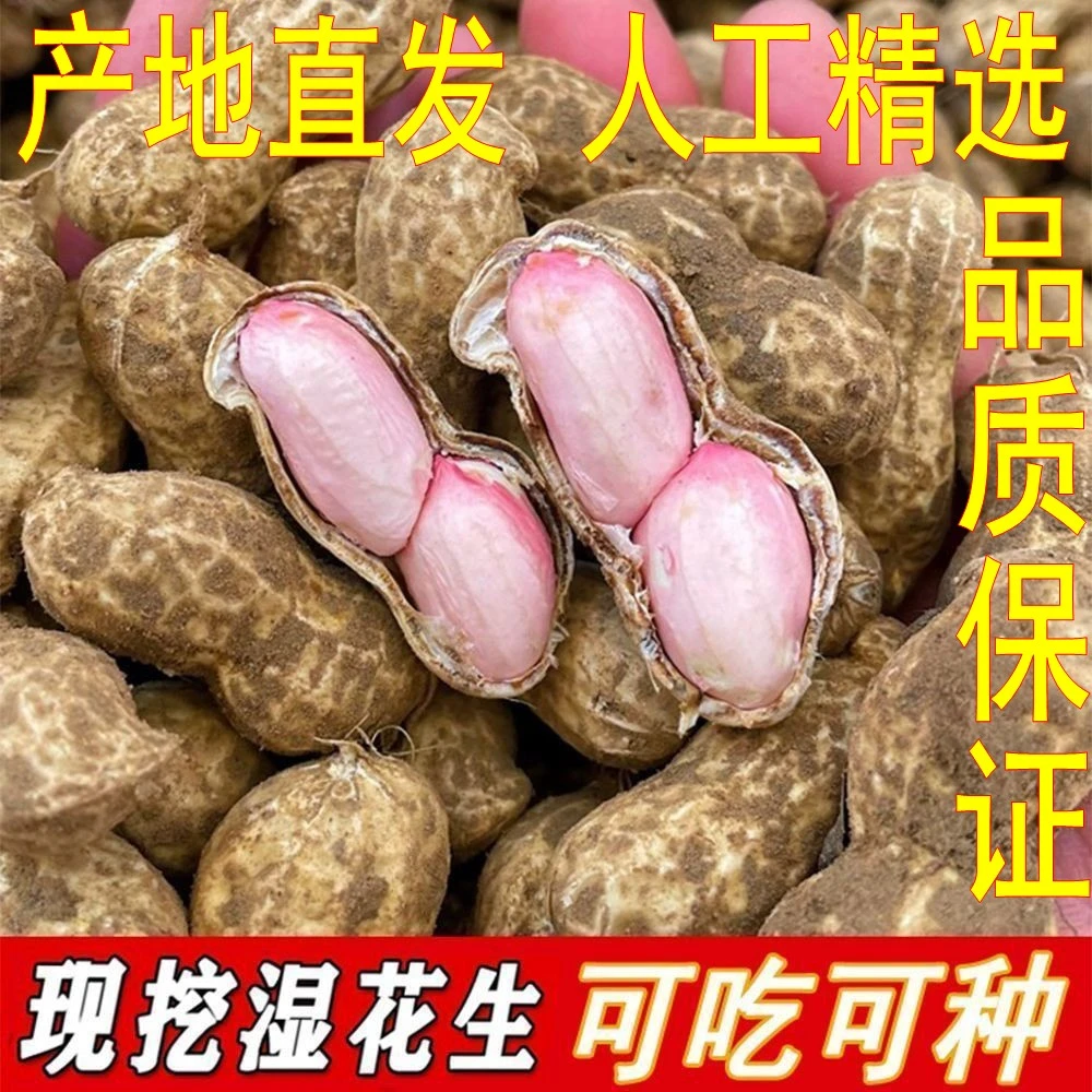 25年四川新鲜带壳泥巴湿花生现挖粉皮农家自种可水煮生吃产地直发