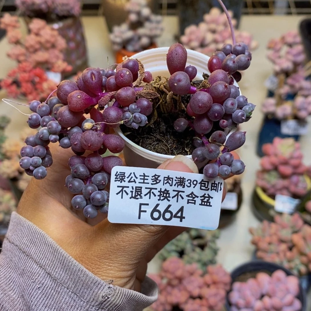 664紫泡泡多肉6c m