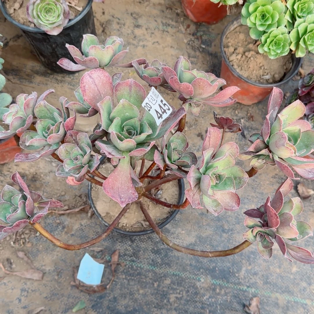 红富士445满20包邮断枝不包