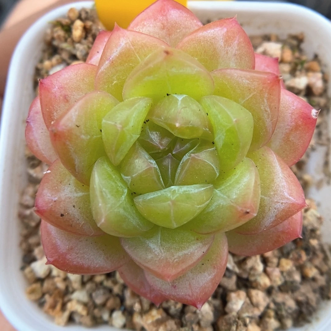 绿芙蓉可拍468号。