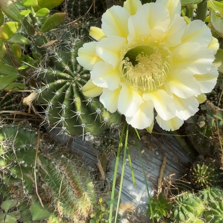 彩草仙人球仙人掌455