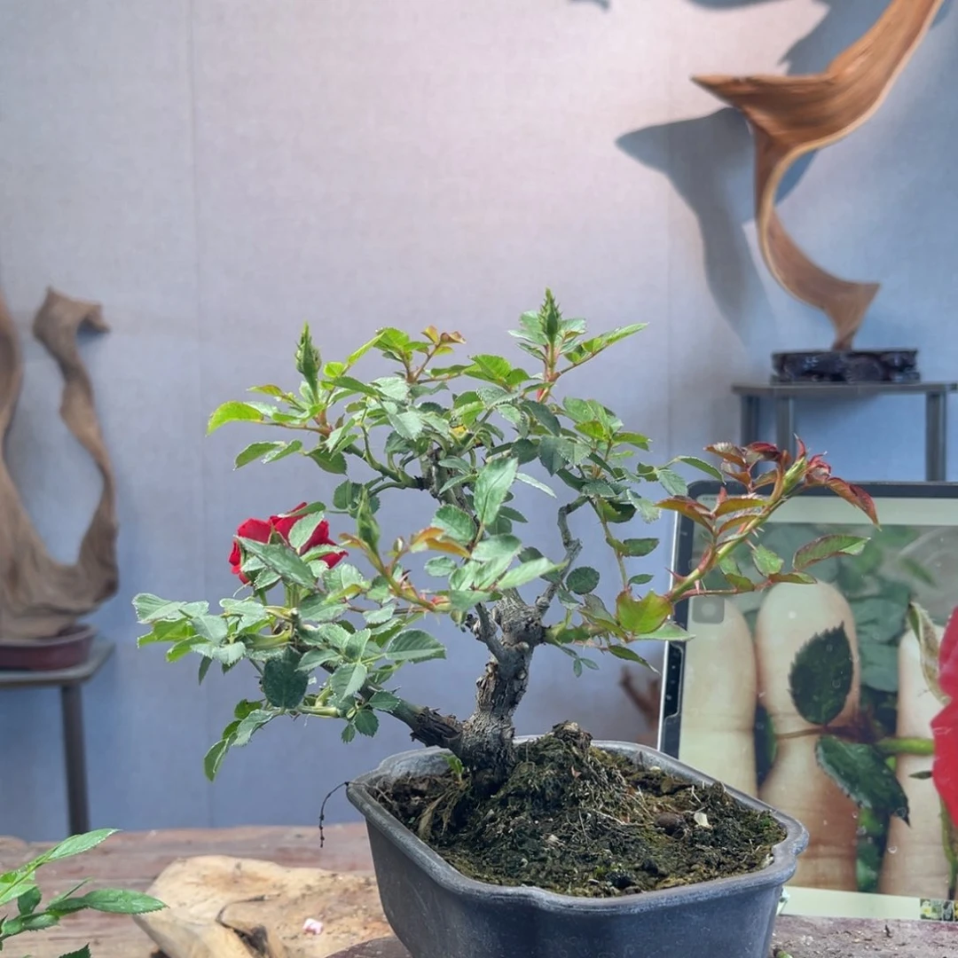 大量花朵（建议范围：8朵-15朵 或40%以上）佩***