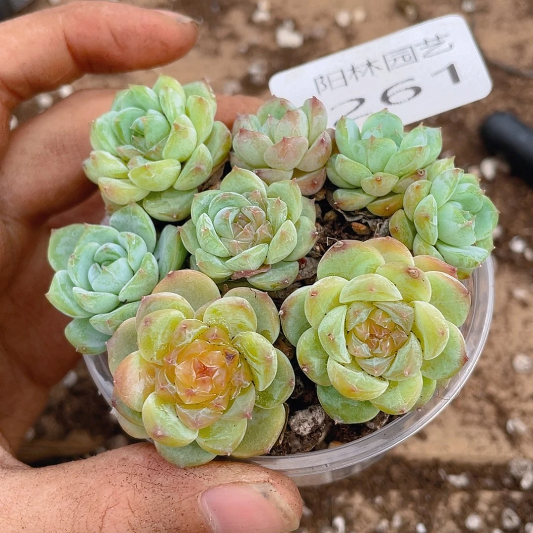 多肉植物多肉植物261