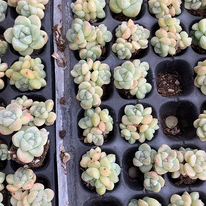 多肉植物7颗冰玉一物一拍