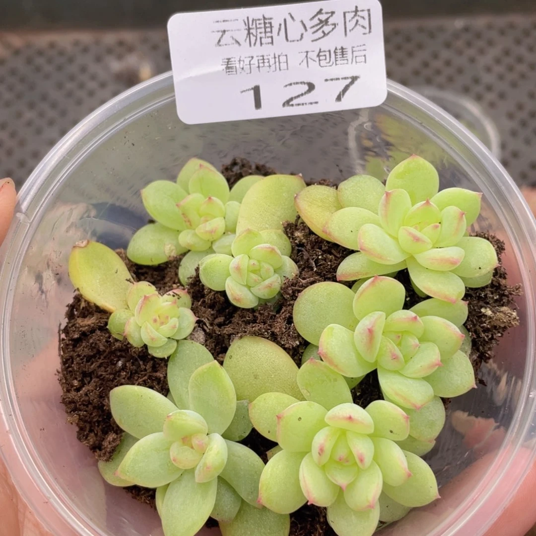 云糖心多肉植物127