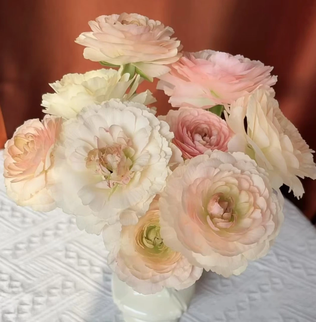 【花晓1】棉花糖洋牡丹 富贵花（天冷拍保温棉否则冻坏不售后）