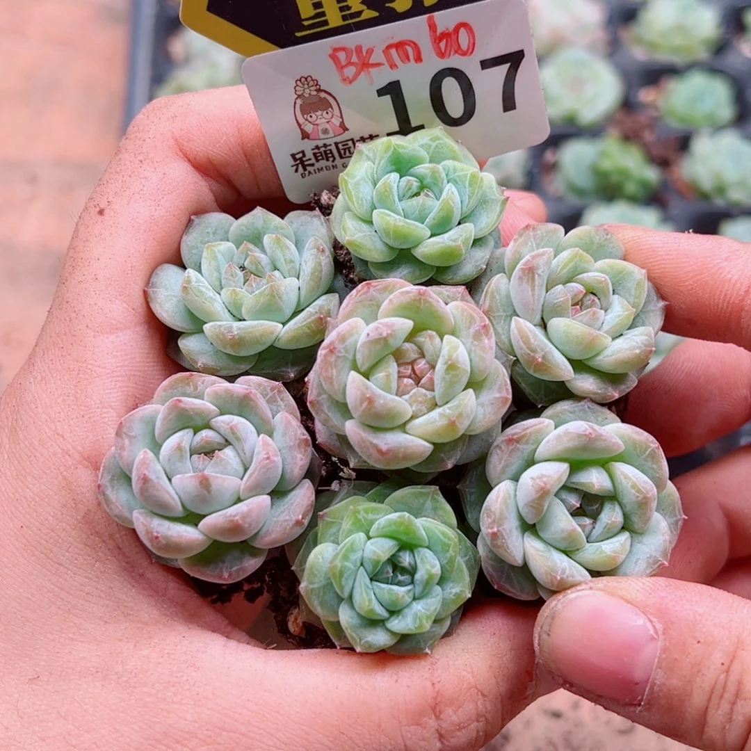 多肉植物多肉植物