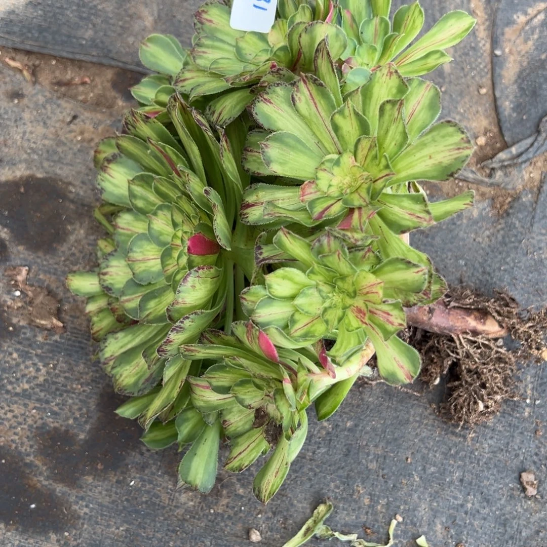 188知否多肉多肉多肉多肉