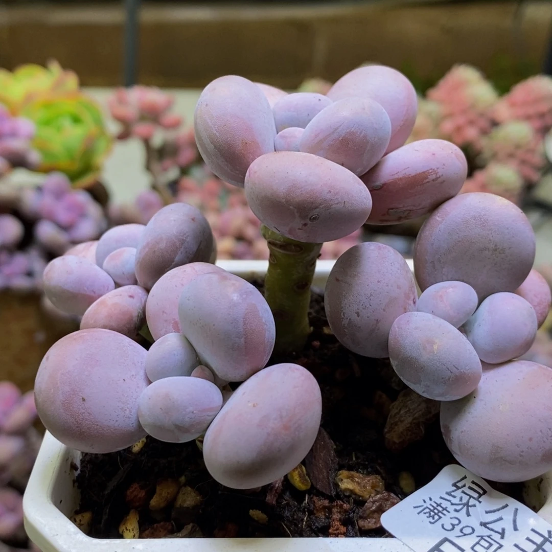 100芭比奶酪9cm多肉