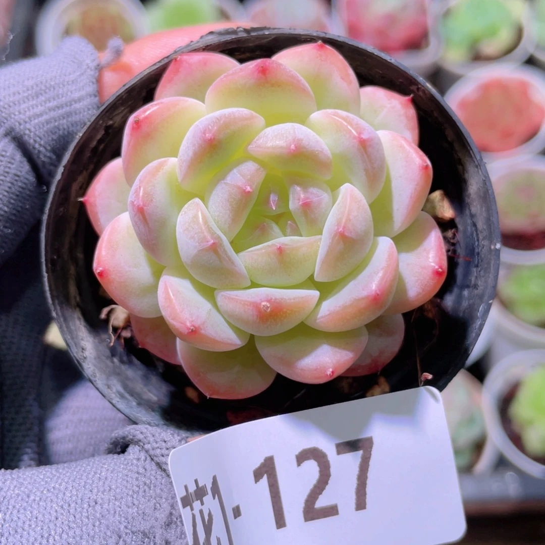 花利美1-127糖心新品