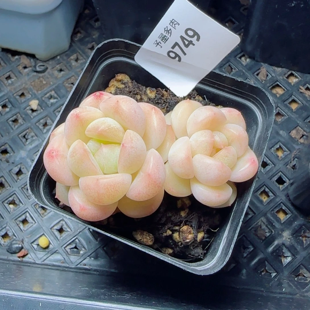 倾城珍妮，9749多肉植物