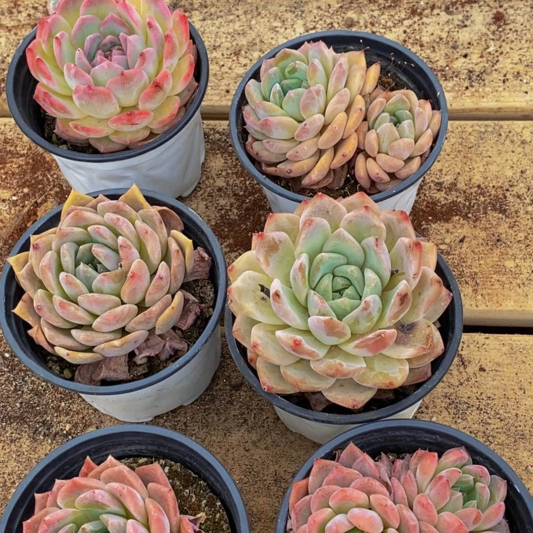 335的人在一起的时候我也不知道