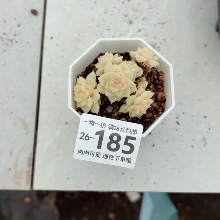 白天鹅无盆土发货无