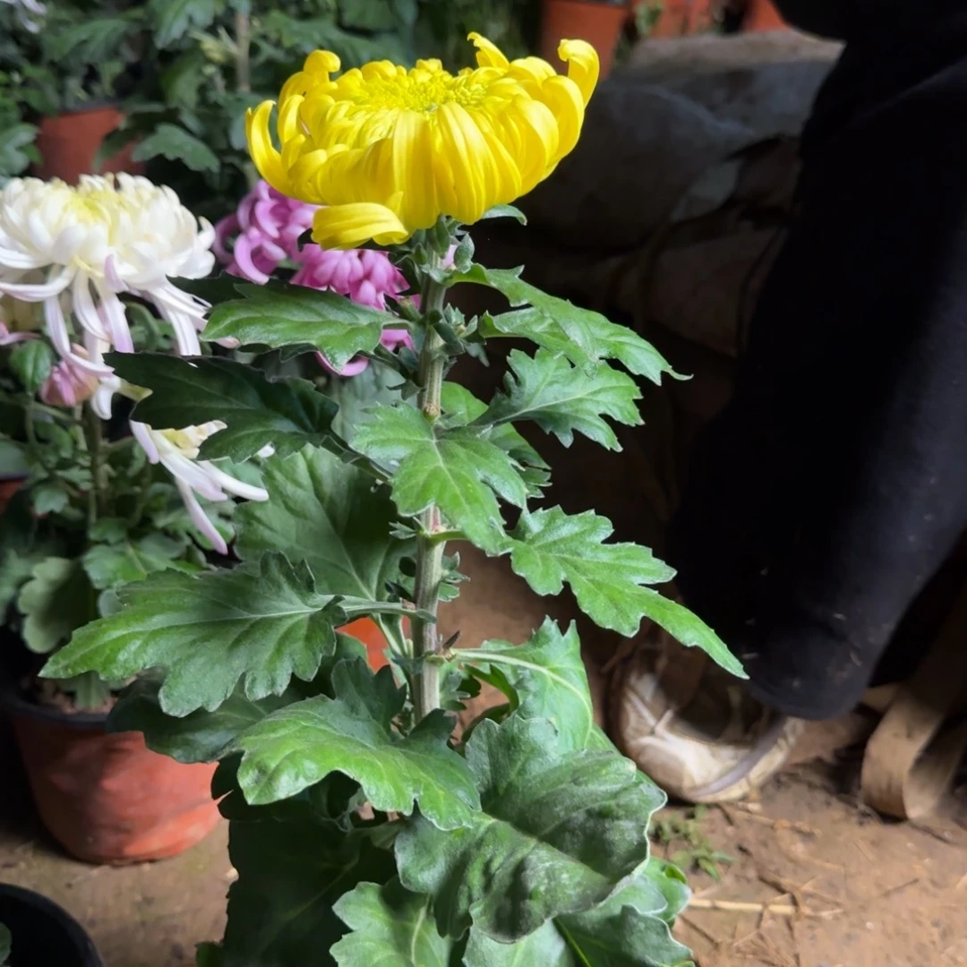 完全开放未知黄色读本好看好养