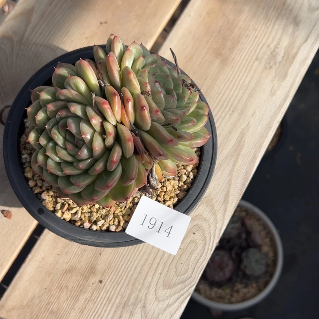 “**”1914拍肉肉肉肉肉肉