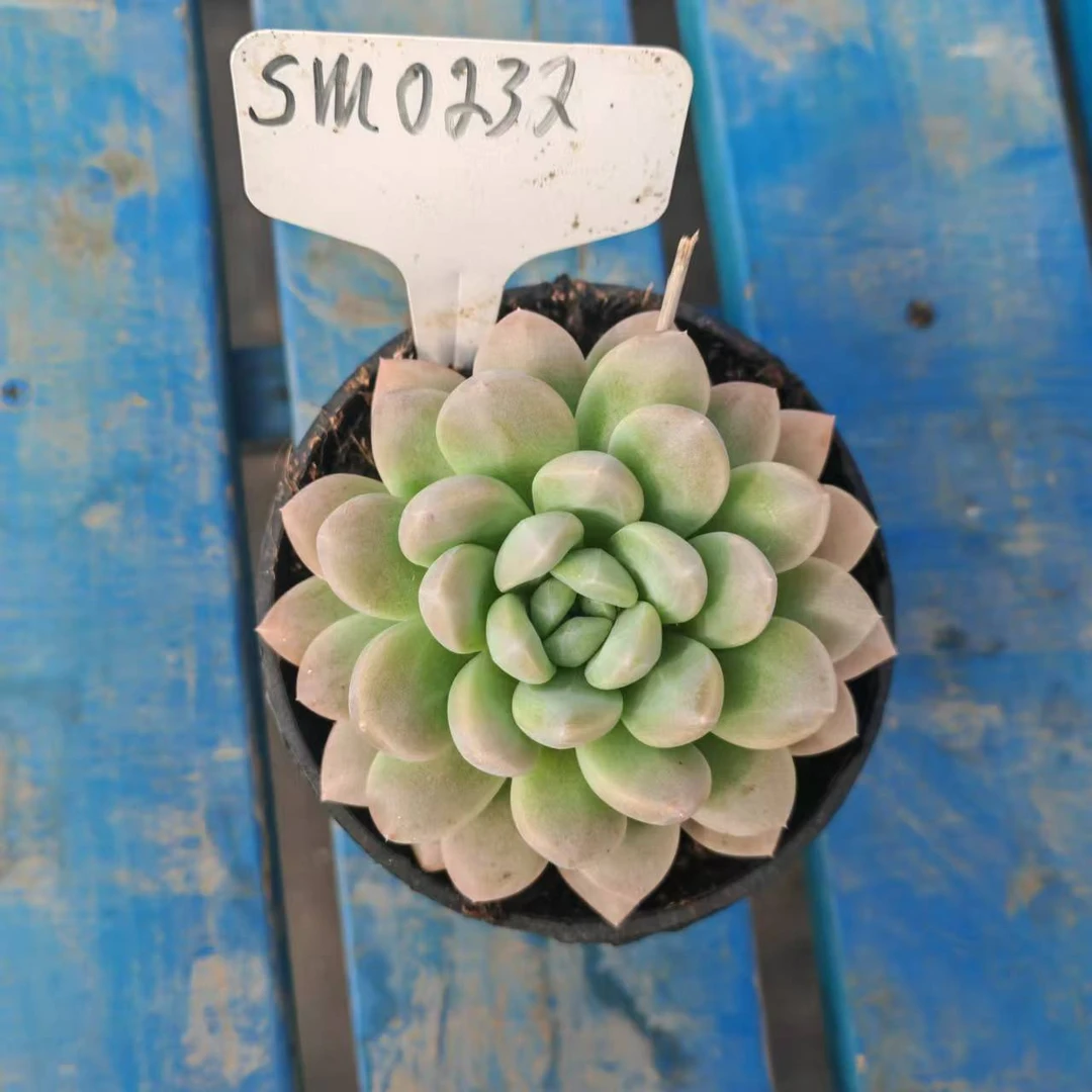 10#奶提前男友精品多肉SM232