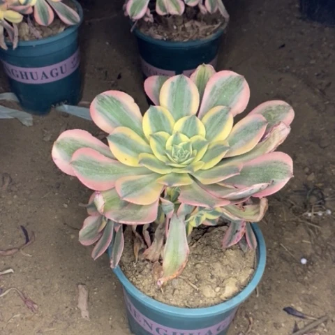 灿烂多肉植物070