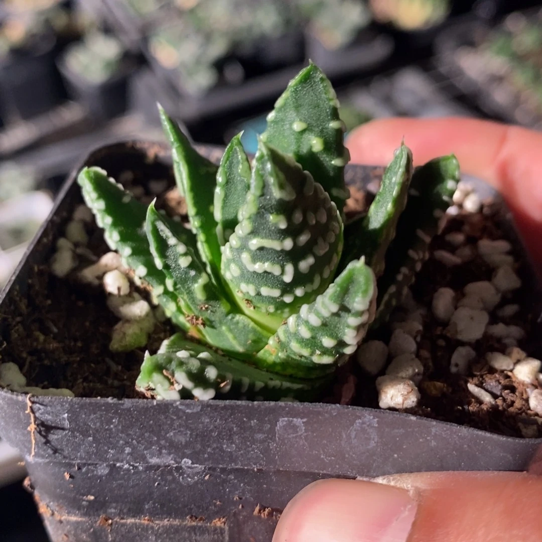 264 一颗字母硬叶 中秋福利