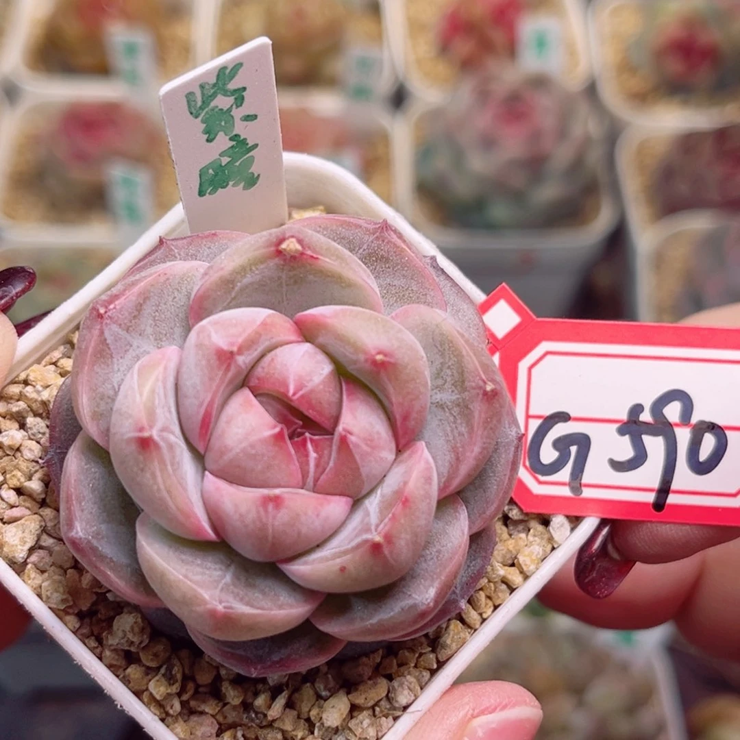 G590一物一拍 紫瞳