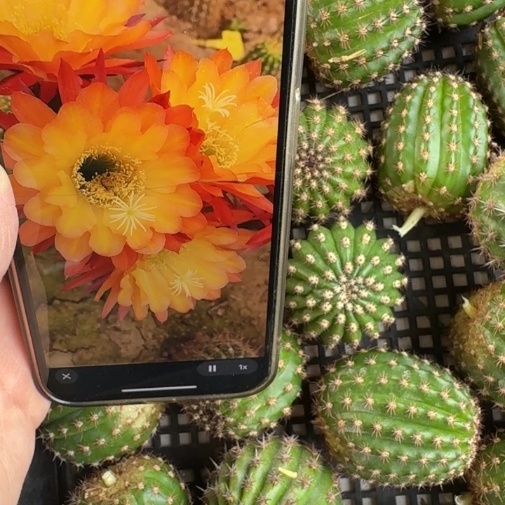 252毛花柱法三歪无根侧牙4公分左右