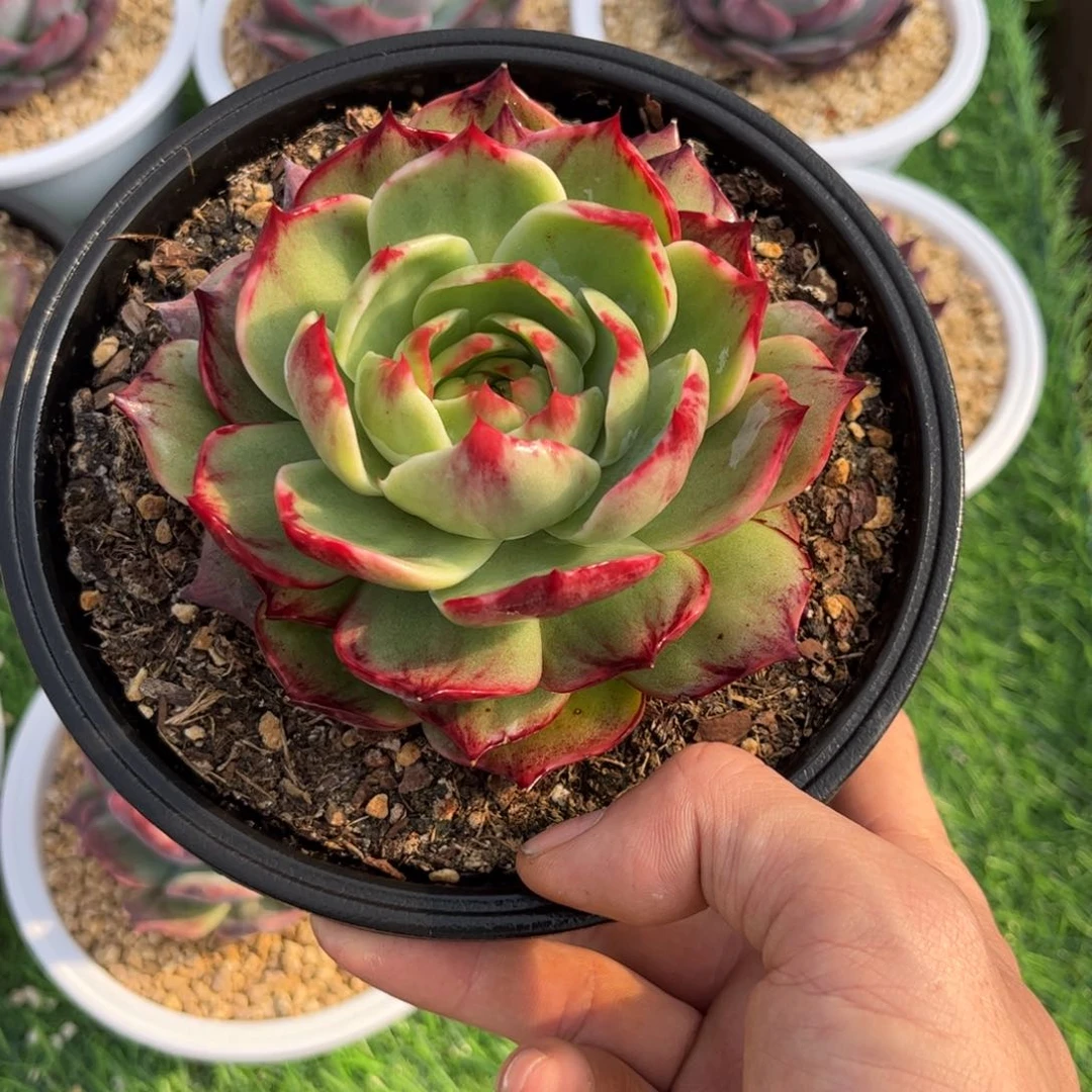 尛*孽惊鸿仙子 一物一拍