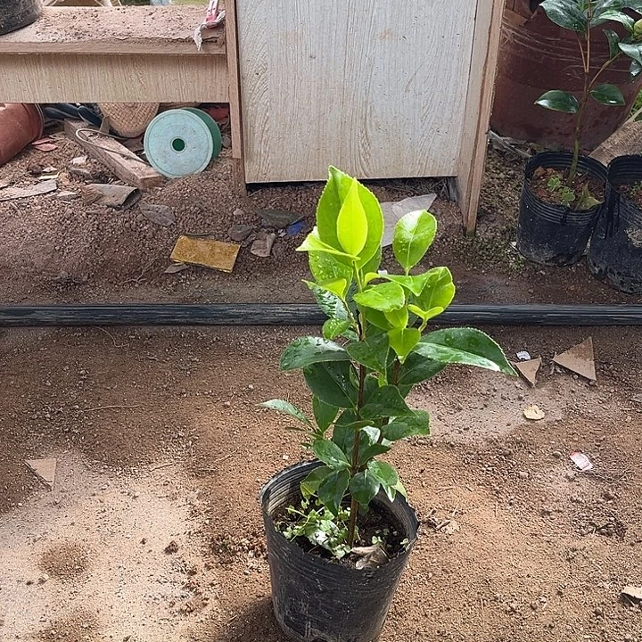 当前无花栽培后可以开花白五