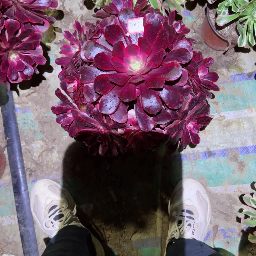 千**听美度沙法师多肉703