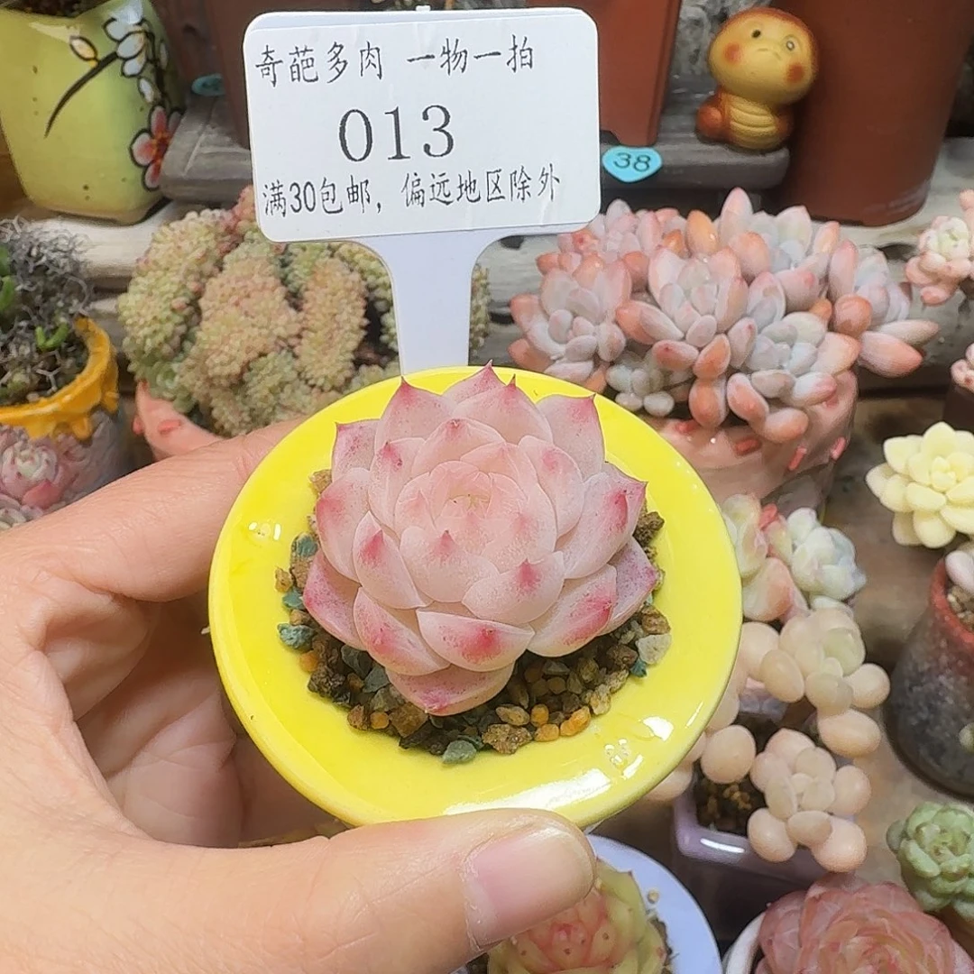 013 多肉含盆盆土 30元包邮非偏远
