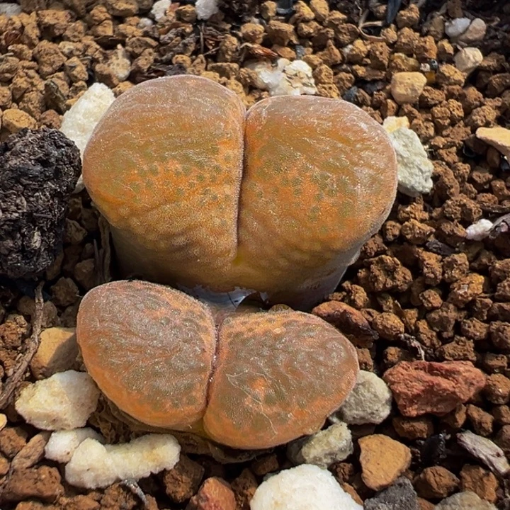 752多肉植物种类多样