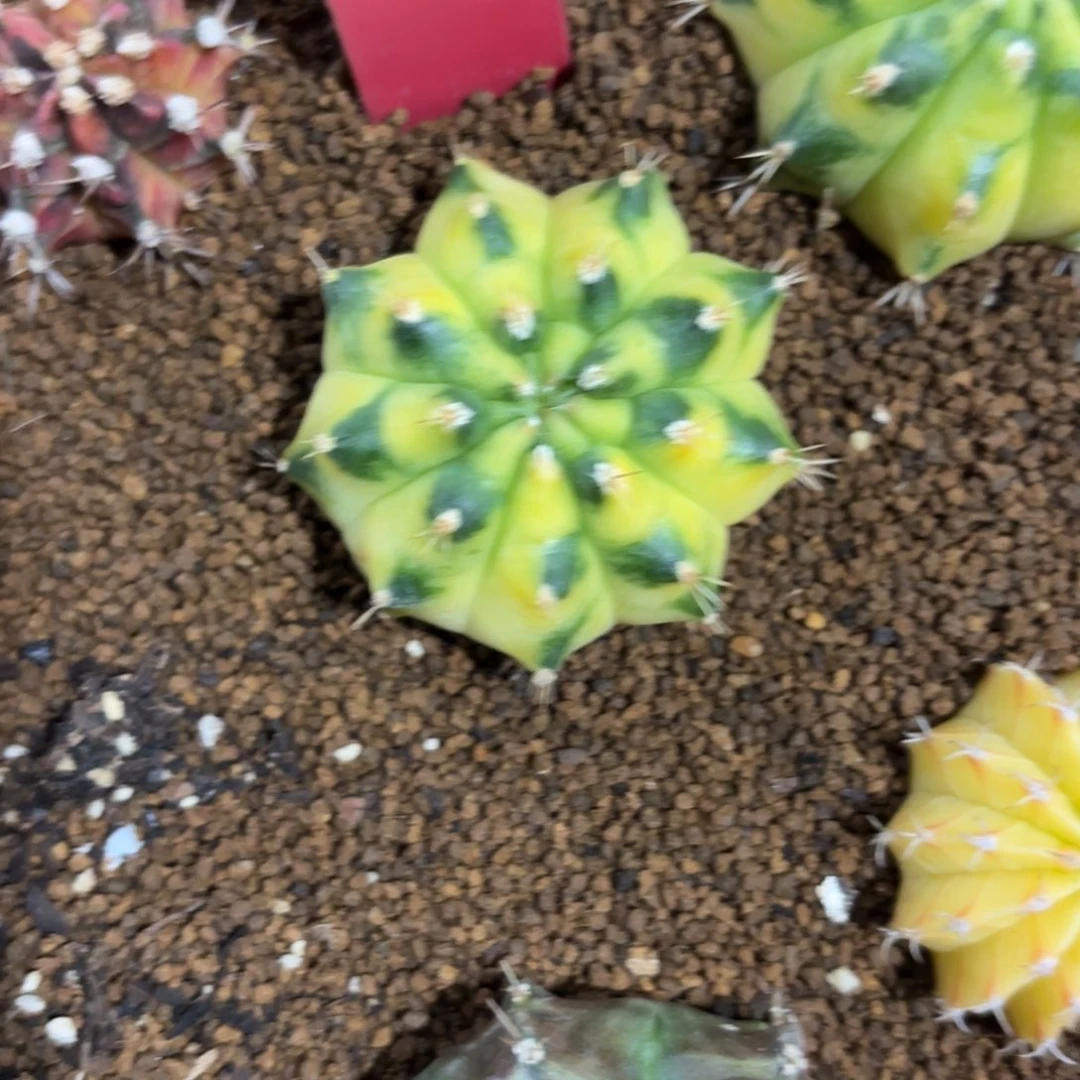 84-1219泰国发货多肉