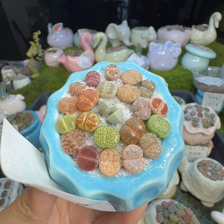 程***.多肉植物福利冲1026