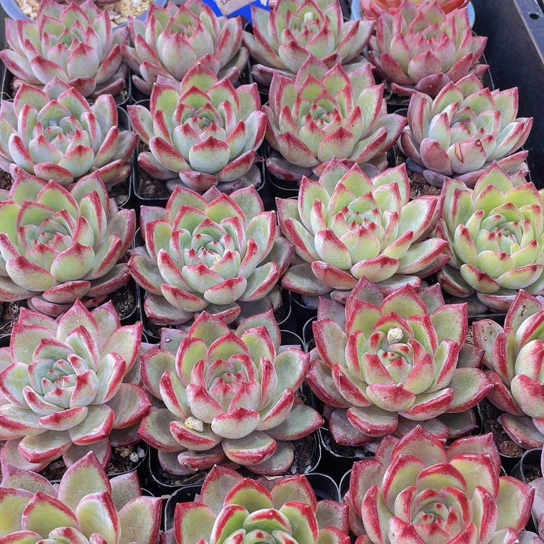 量拍137号 夜魔侠单头一个