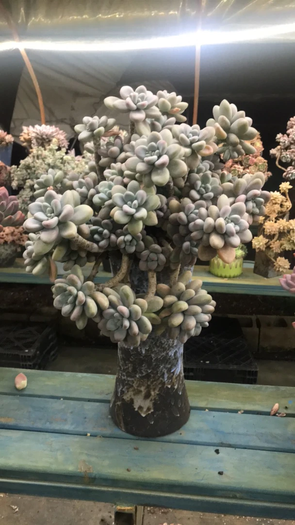 整装老桩香水洛神带盆包邮